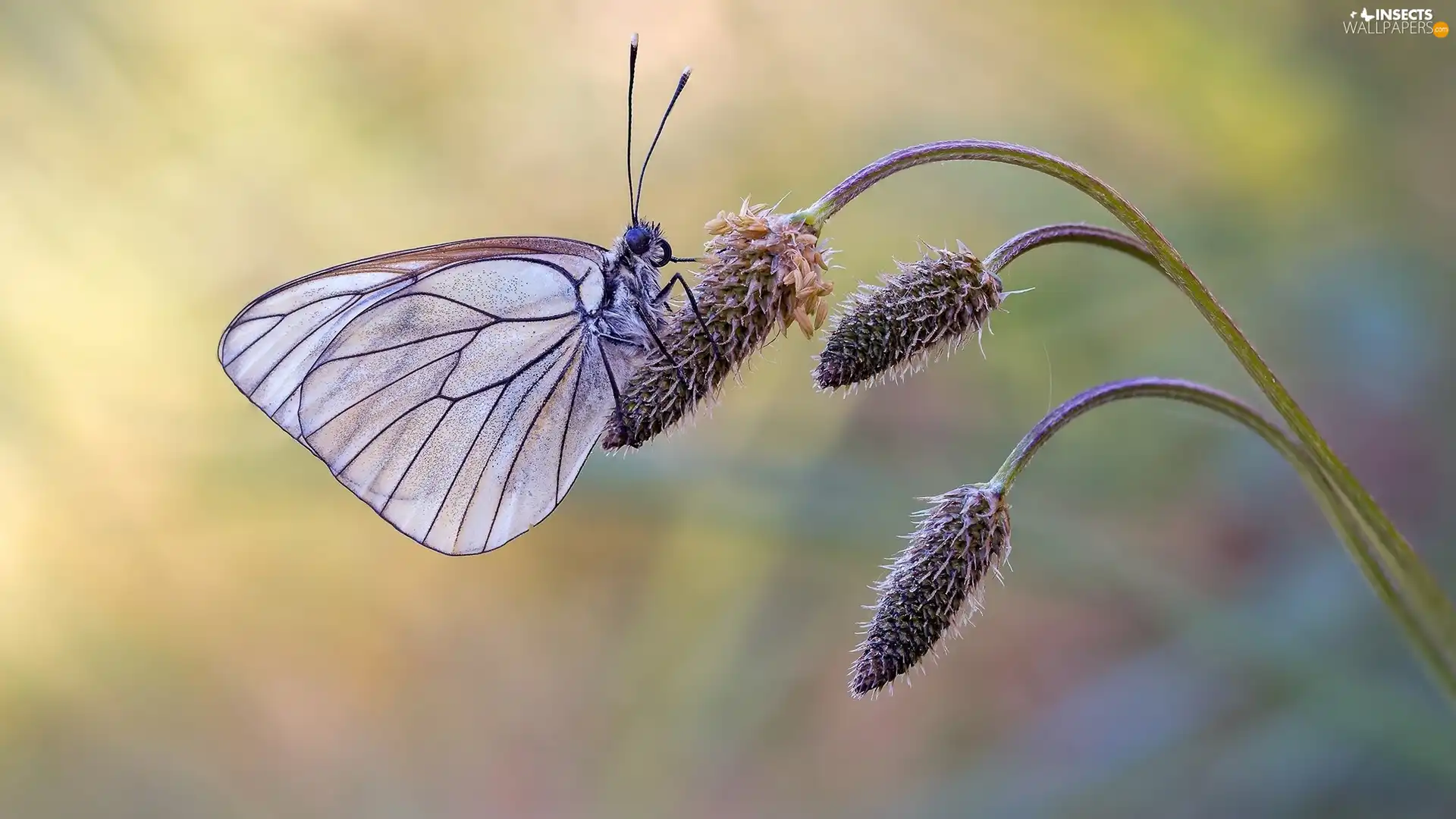 plant, butterfly, Black-veined White