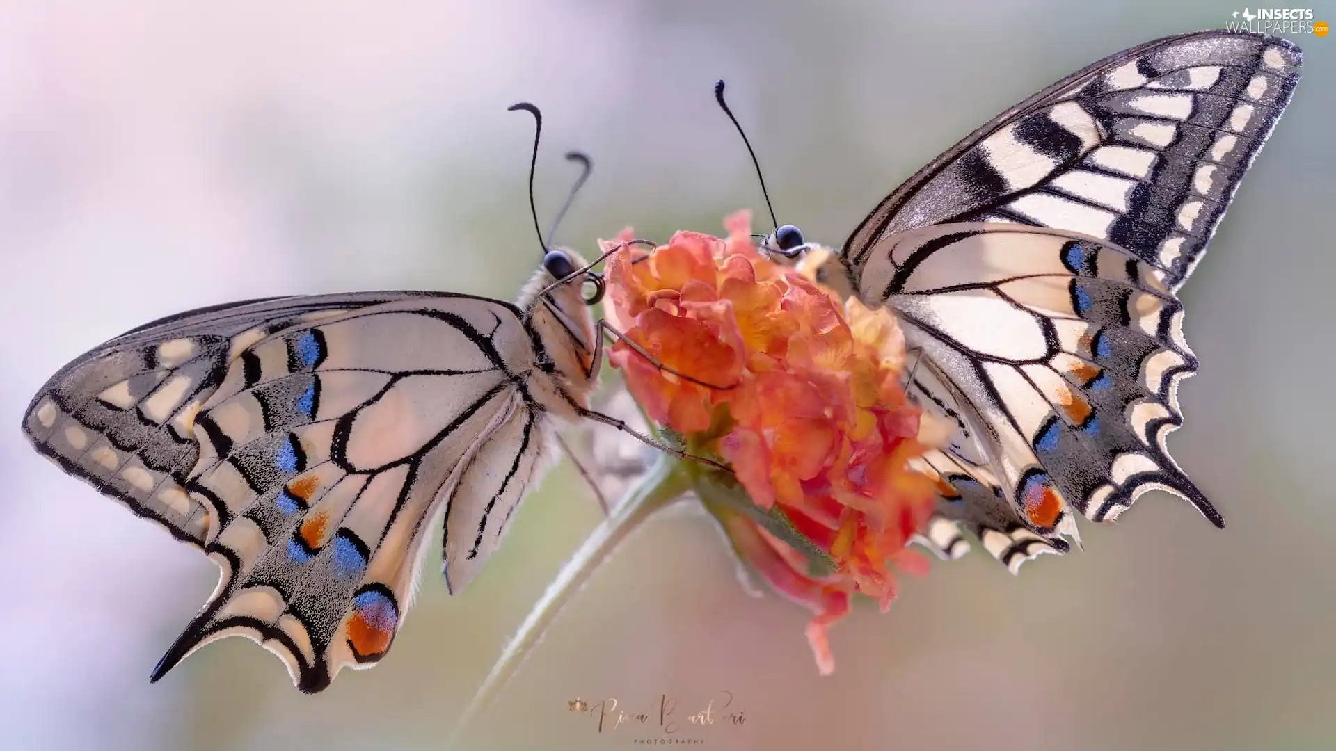 butterflies, Colourfull Flowers, Close, Oct Queen