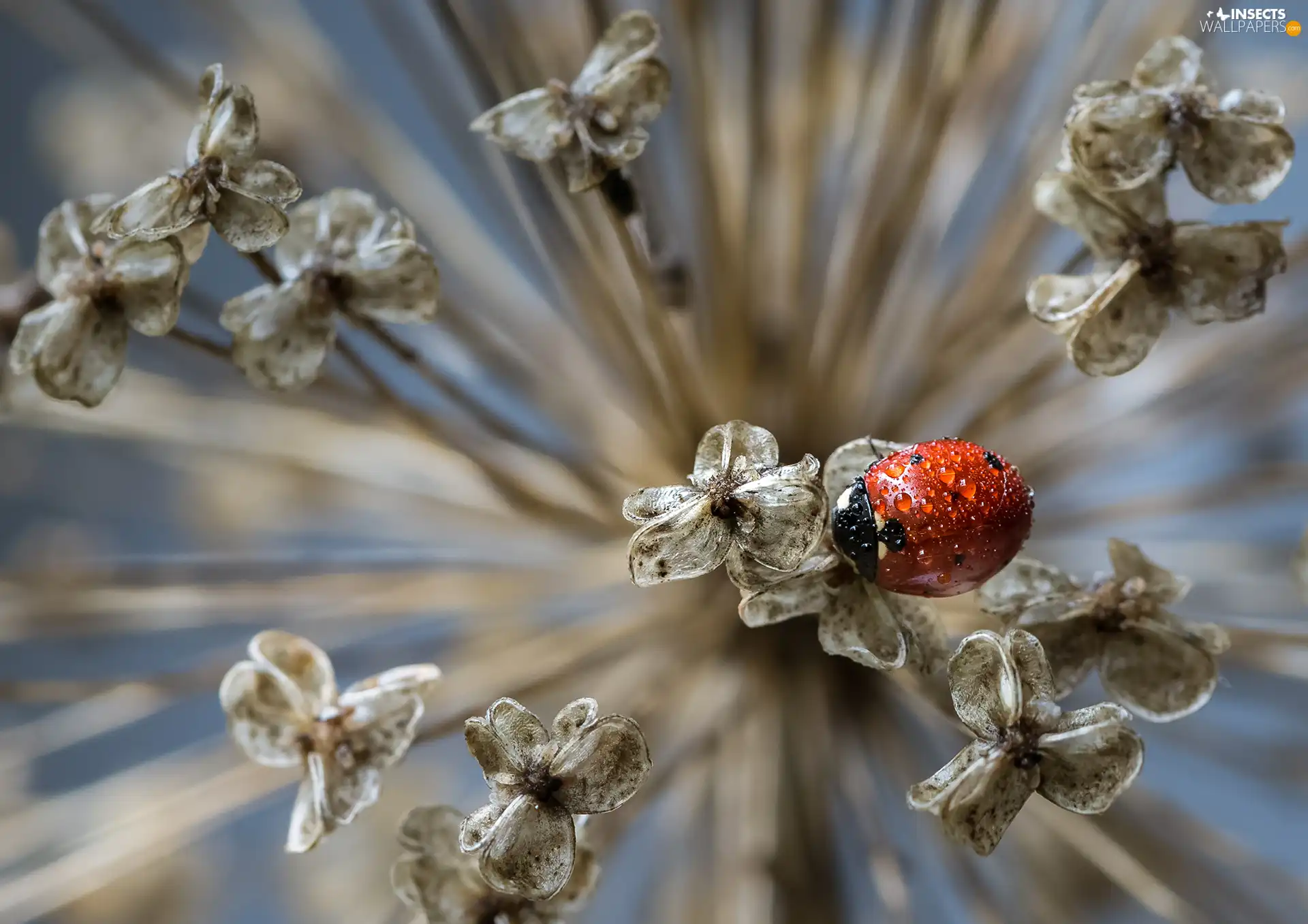 ladybird, dry, plant, drops