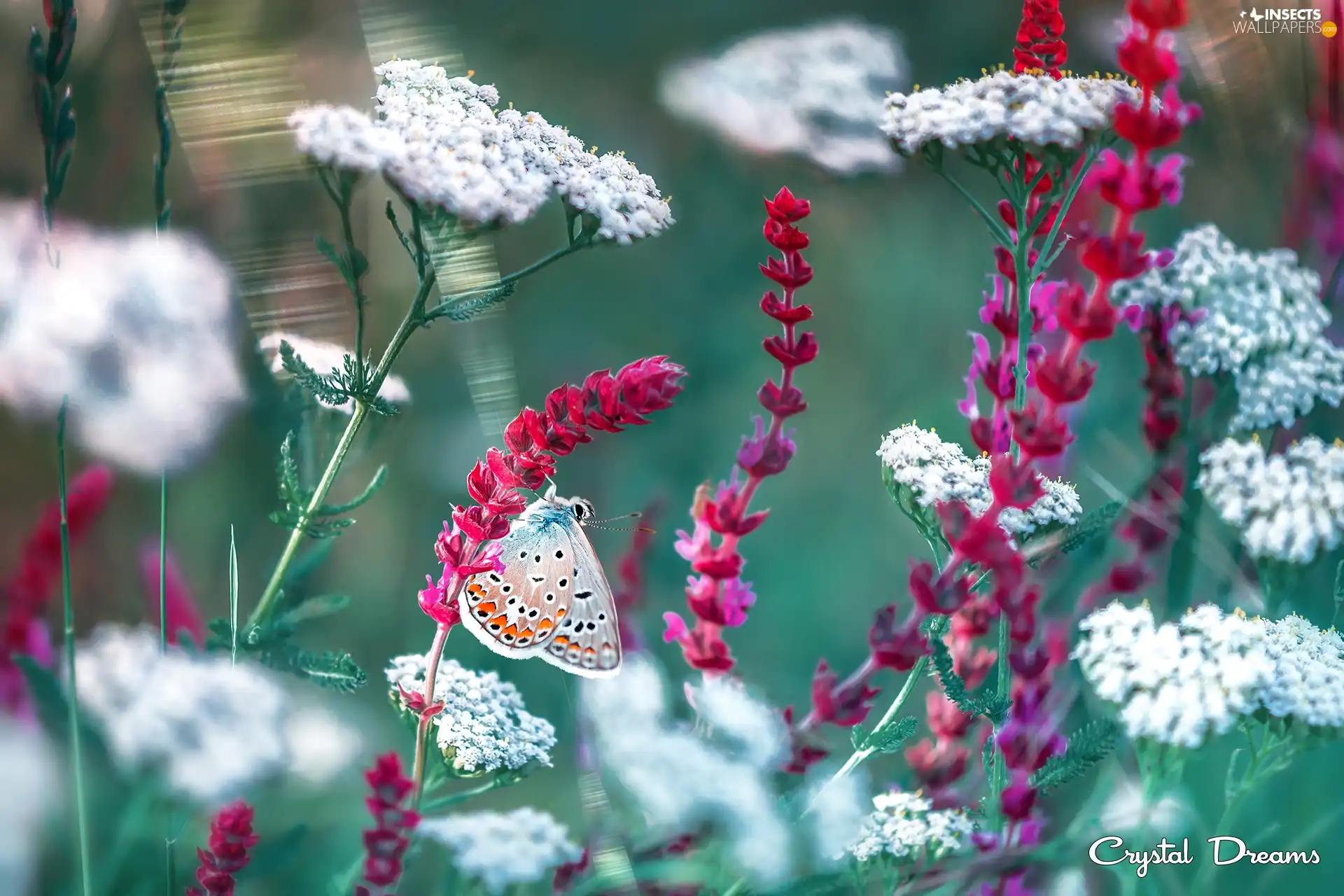 Red, Flowers, Dusky Icarus, White, butterfly