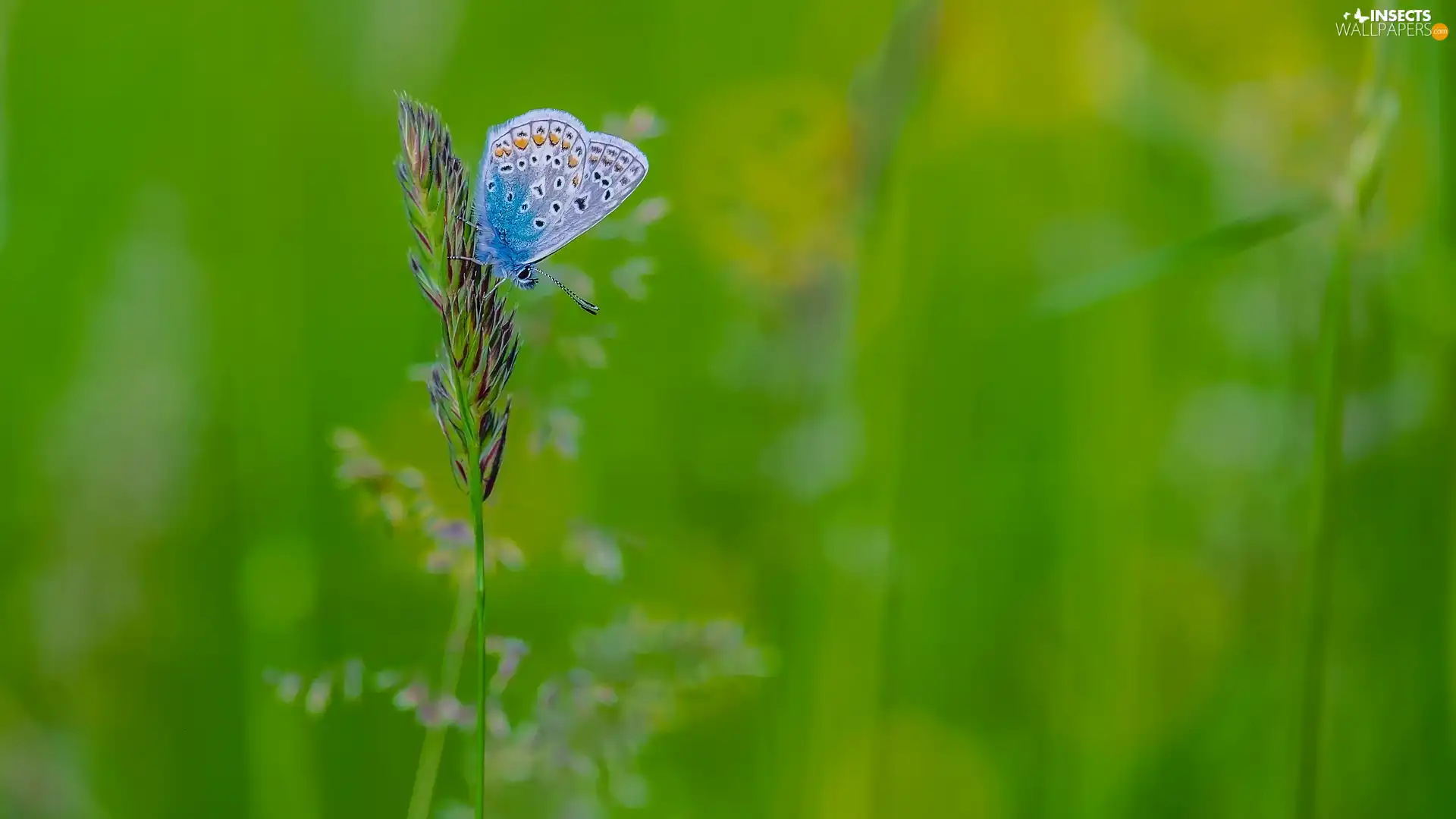 stalk, butterfly, green ones, background, grass, Dusky Icarus