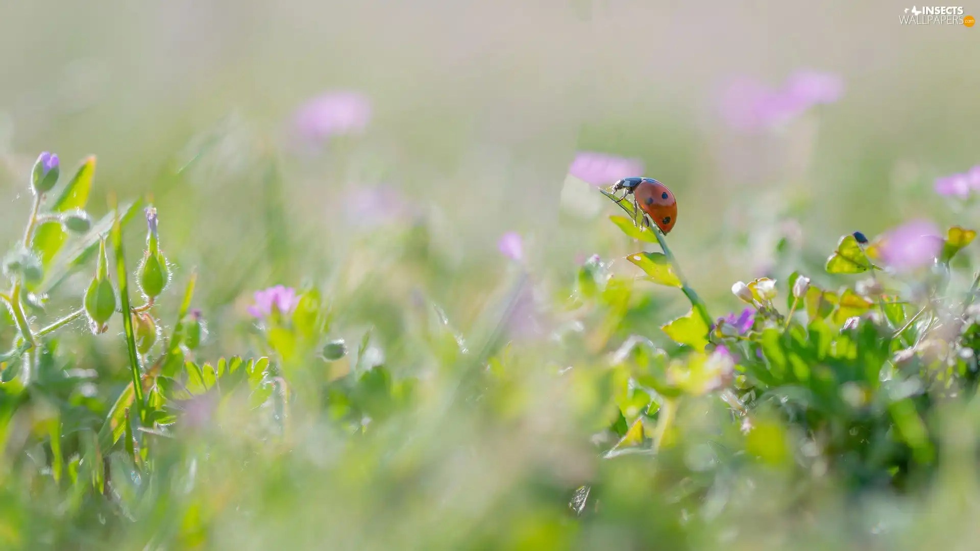 grass, ladybird, blurry background, Flowers