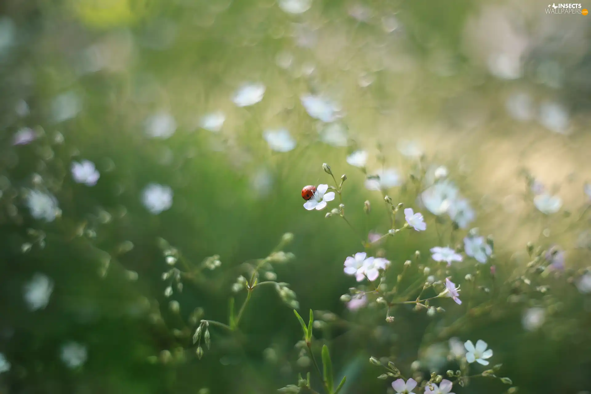 ladybird, White, Flowers