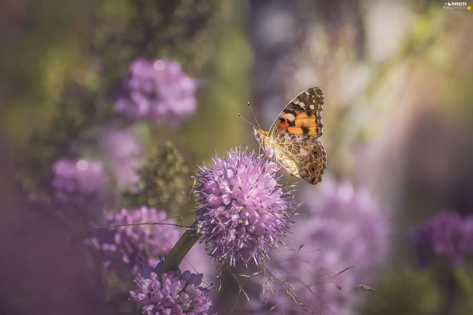 butterfly, lilac, Flowers, Painted Lady