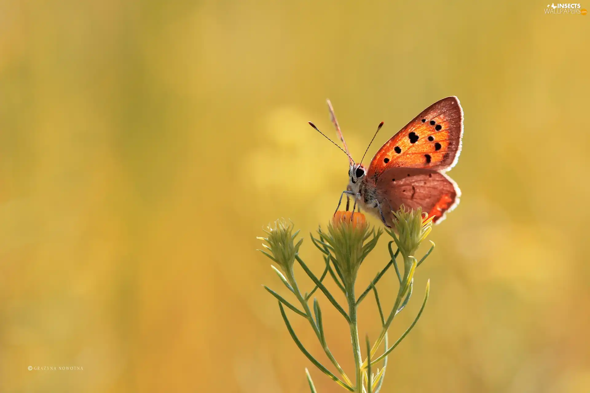 Colourfull Flowers, butterfly, Lycaena