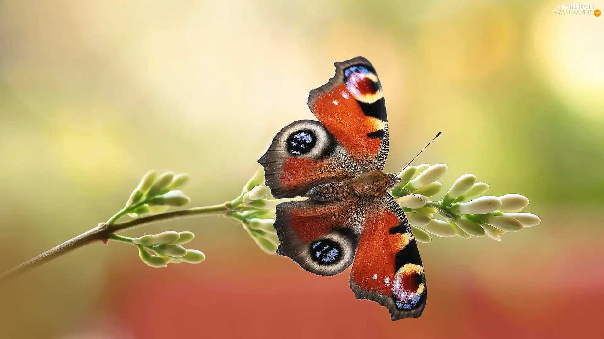 butterfly, plant, Close, Peacock