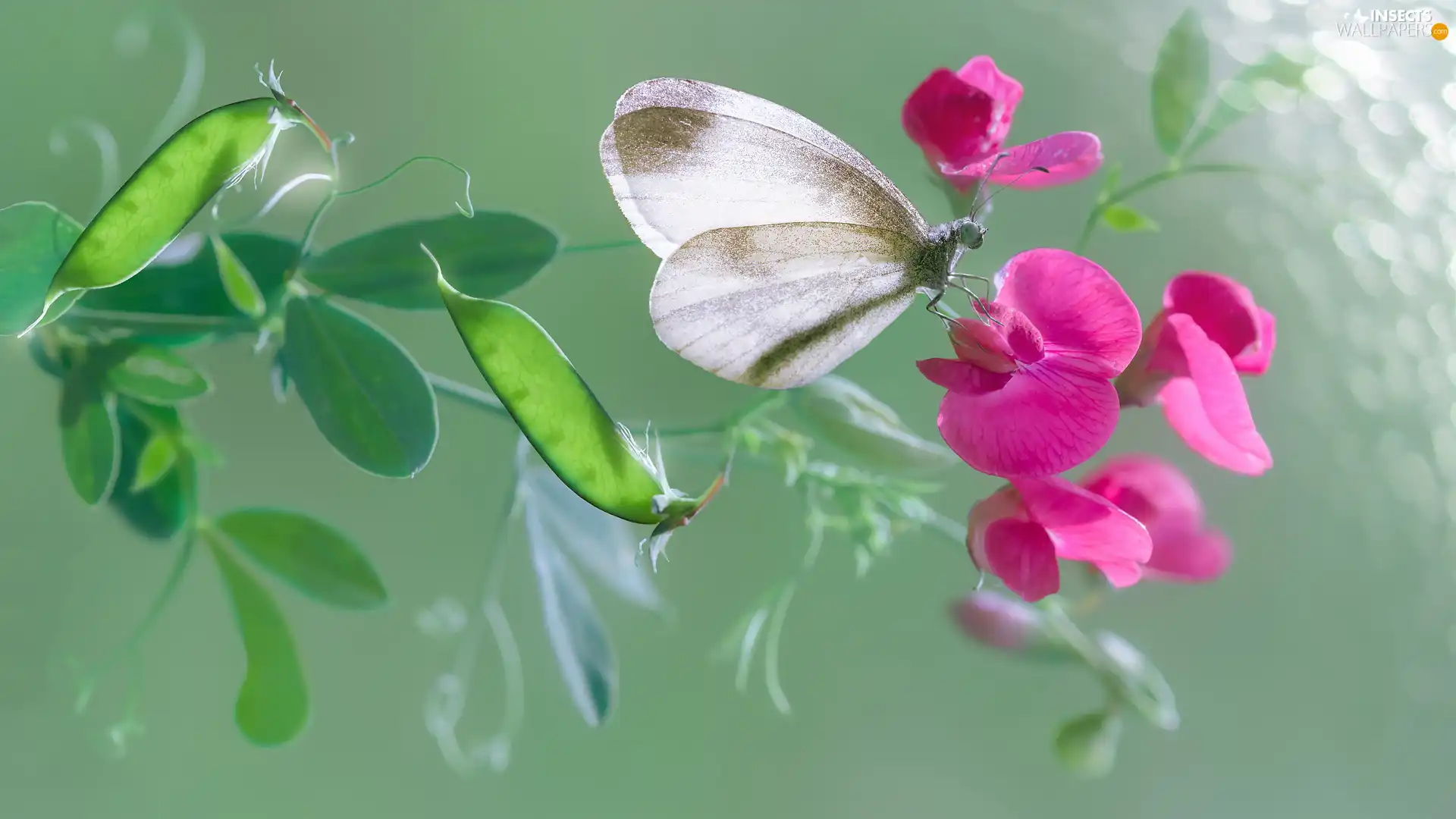 Colourfull Flowers, butterfly, Small White, peas