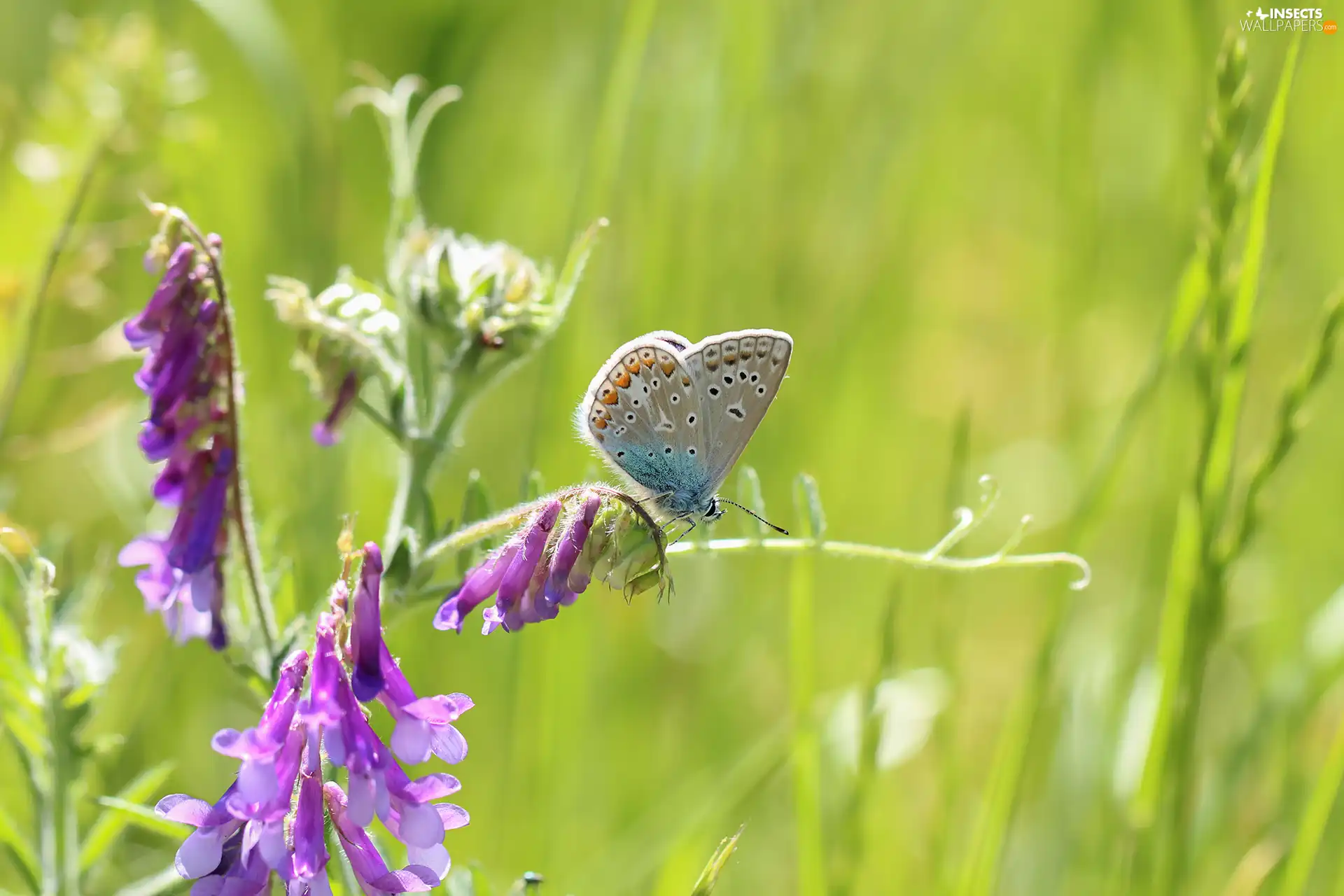 butterfly, Colourfull Flowers, Vetch, Dusky Icarus