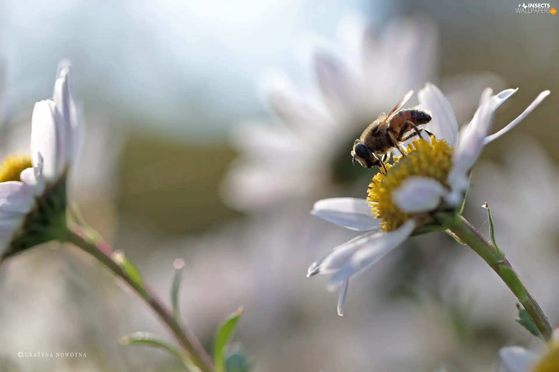daisy, Flowers, wasp, White