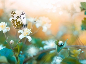 snail, blurry background, butterfly, Bielinek Rukiewnik, Flowers