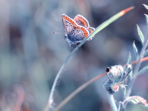 plant, blurry background, Adonis Blue, stalk, butterfly