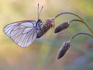 plant, butterfly, Black-veined White