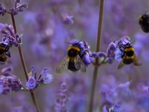 insects, purple, Flowers, Bumblebees