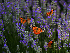 Flowers, butterflies, Painted Lady, lavender