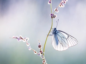blur, butterfly, Black-veined White