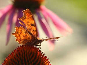butterfly, Insect, echinacea, Mermaid Ceik