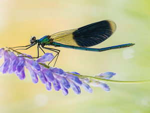dragon-fly, Colourfull Flowers, Close, blue