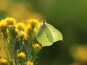 butterfly, Insect, Flowers, Gonepteryx rhamni