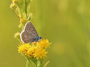 Flowers, Insect, Dusky, Yellow, butterfly