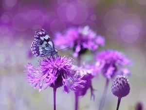 butterfly, purple, Flowers, marbled chessboard