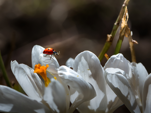 ladybird, White, crocuses