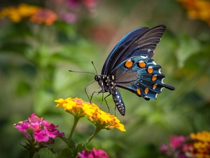 butterfly, Flowers, animals, Old World Wwallowtail