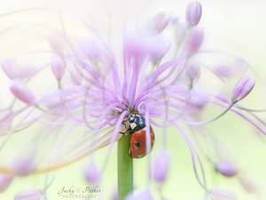 Close, Pink, Colourfull Flowers, ladybird