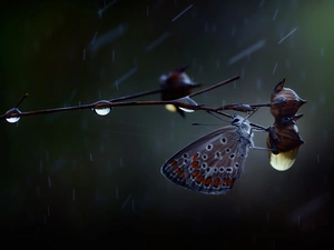 twig, butterfly, drops, Rain, The herb, Dusky Icarus