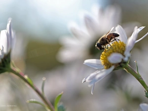 daisy, Flowers, wasp, White