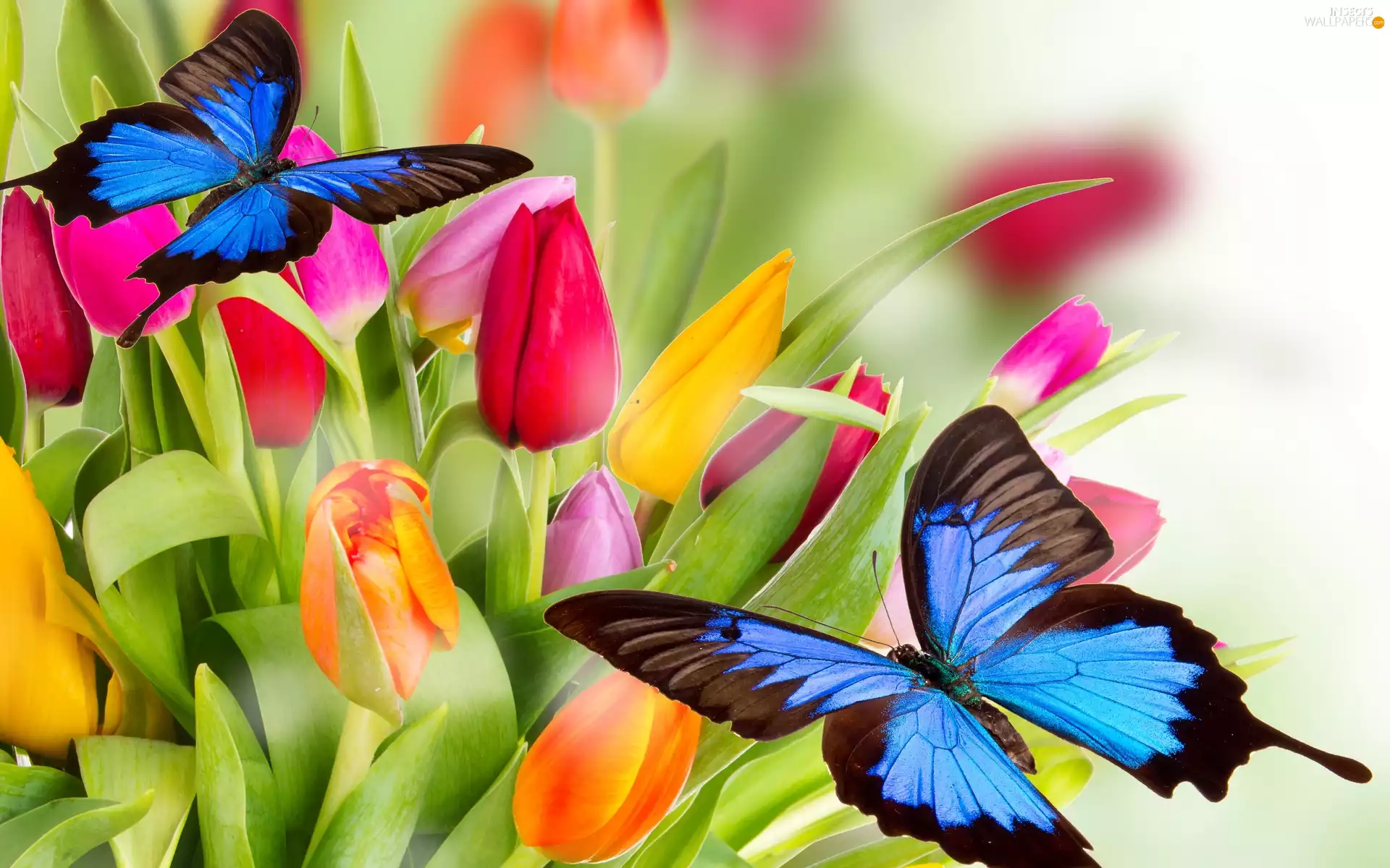 butterflies, 2D, color, Tulips, Flowers