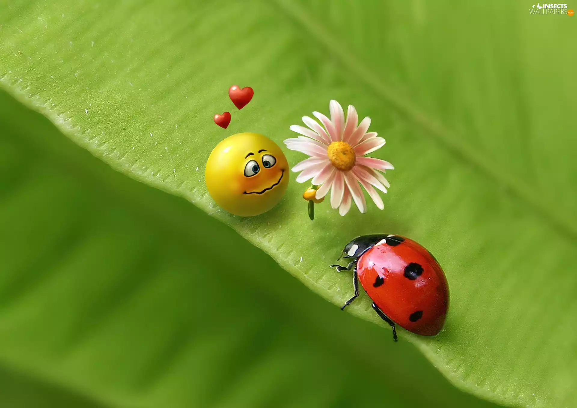 ladybird, Green, hearts, 2D, Flower, leaf