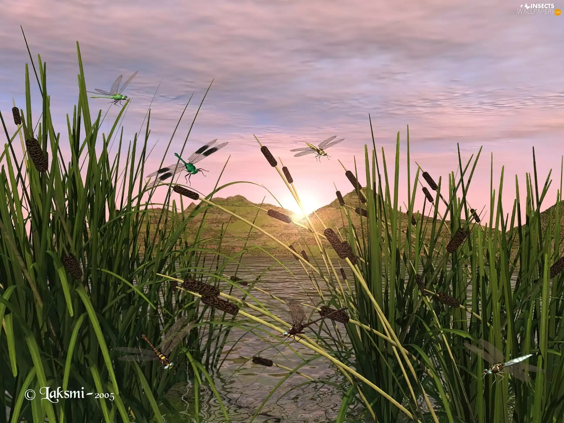 lake, dragon-fly, 3D, sweet flag