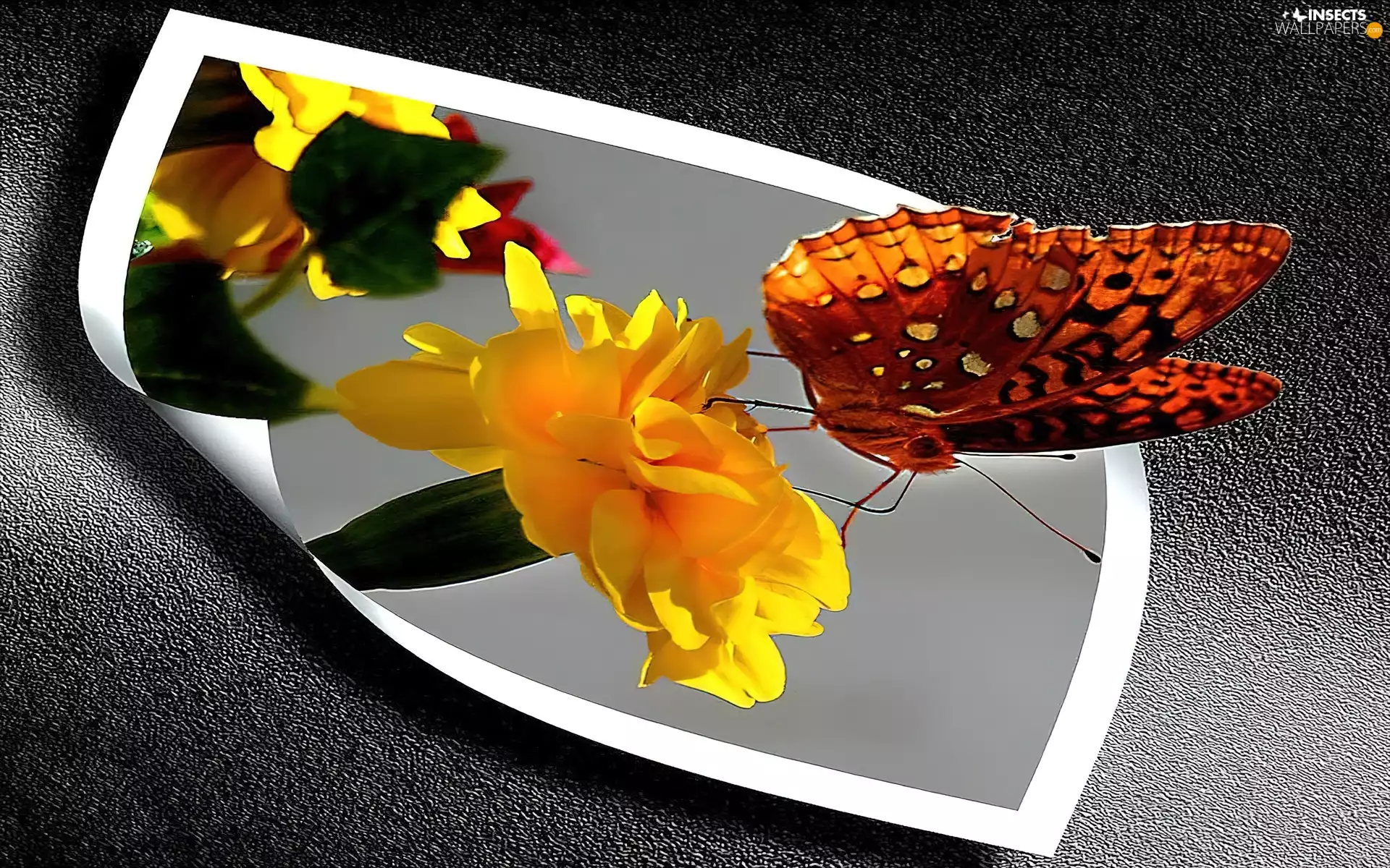 4d, butterfly, Flower