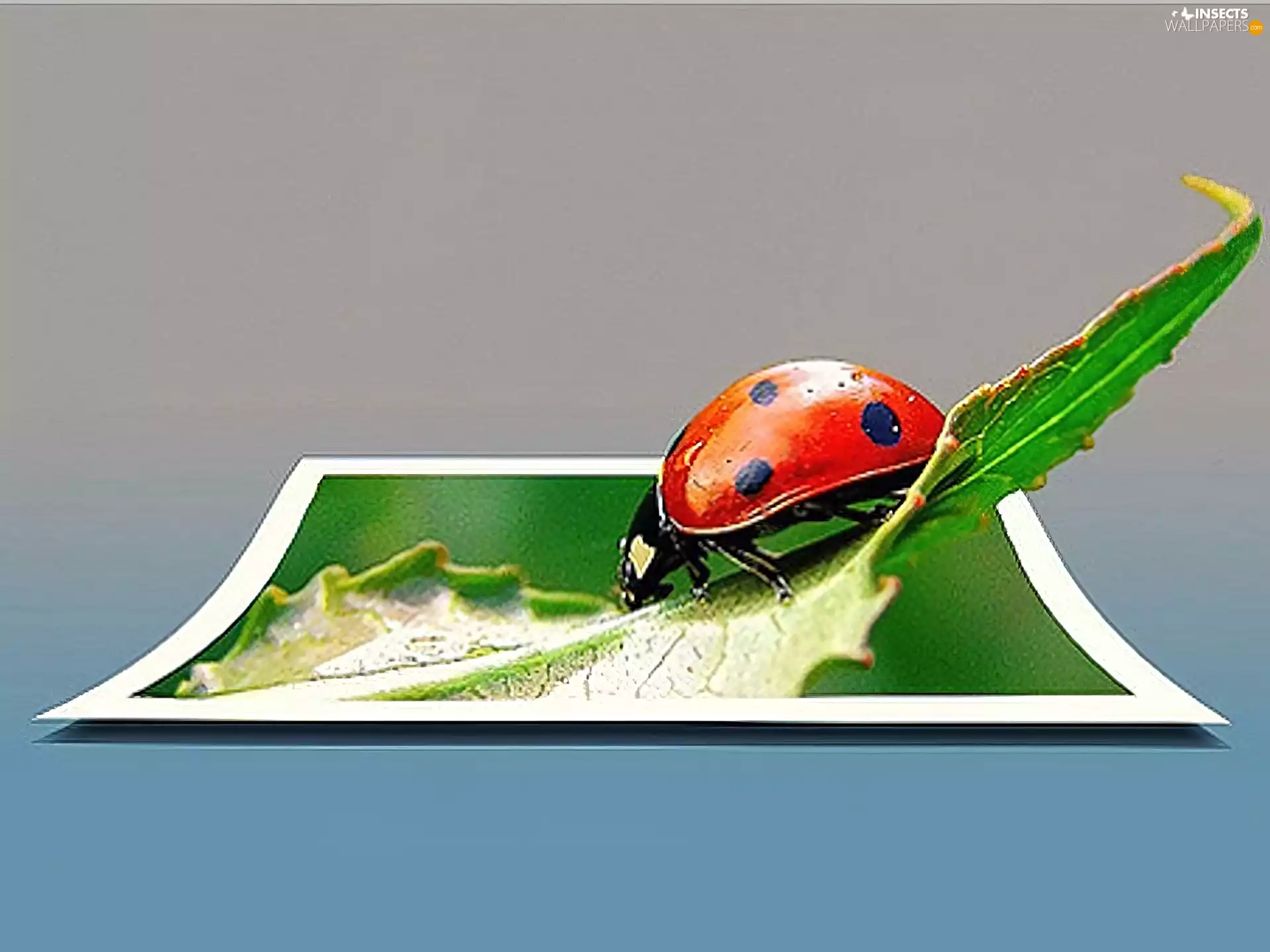 4d, ladybird, leaf