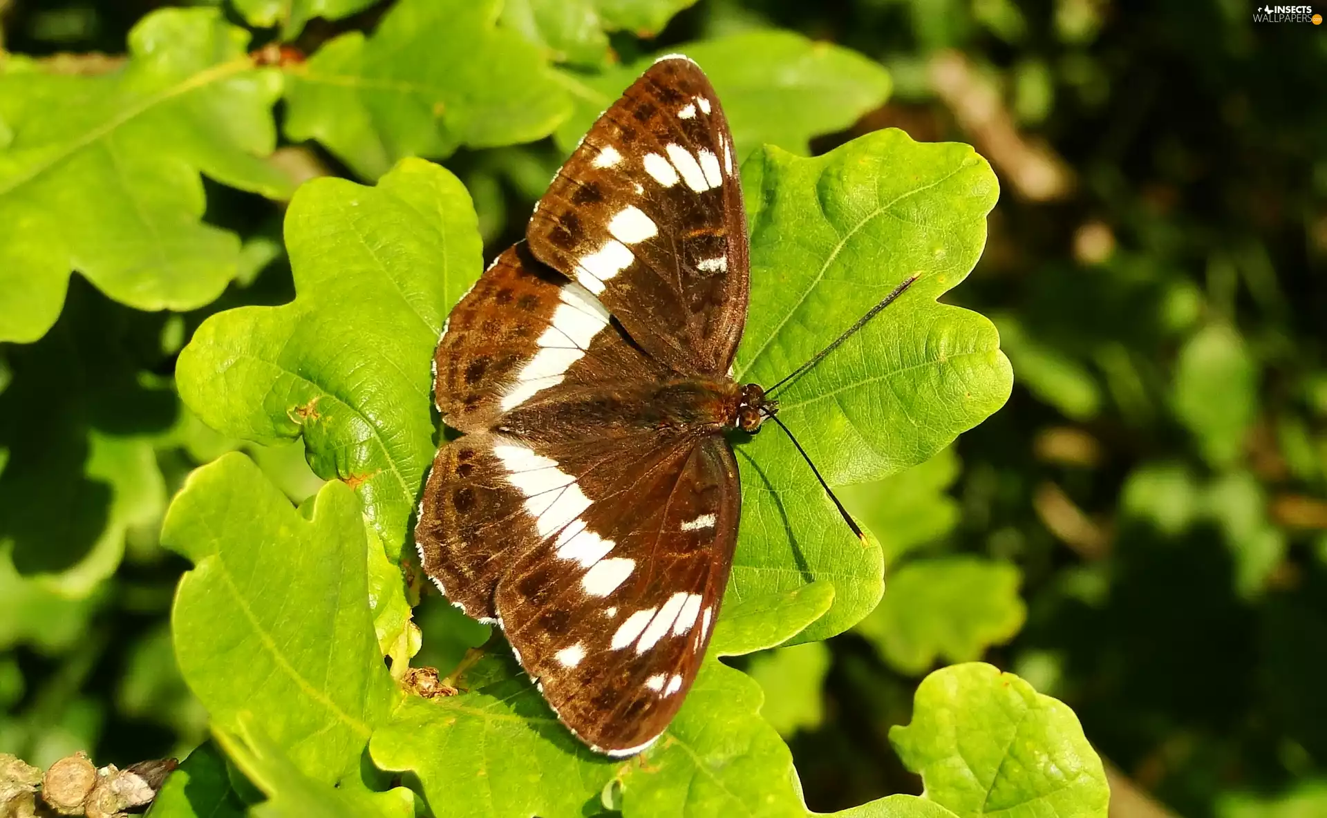 Leaf, butterfly, White Admiral