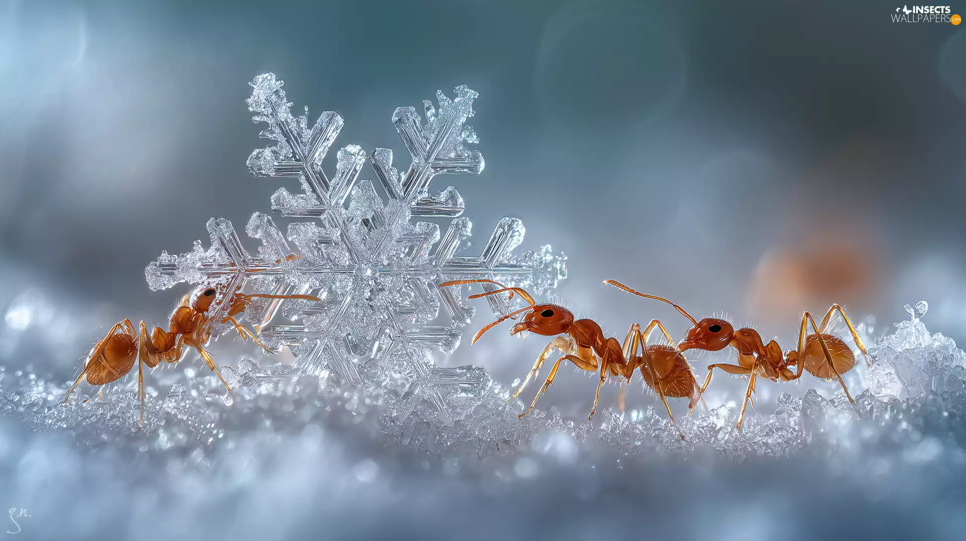graphics, Ai, ants, snow, snowflake
