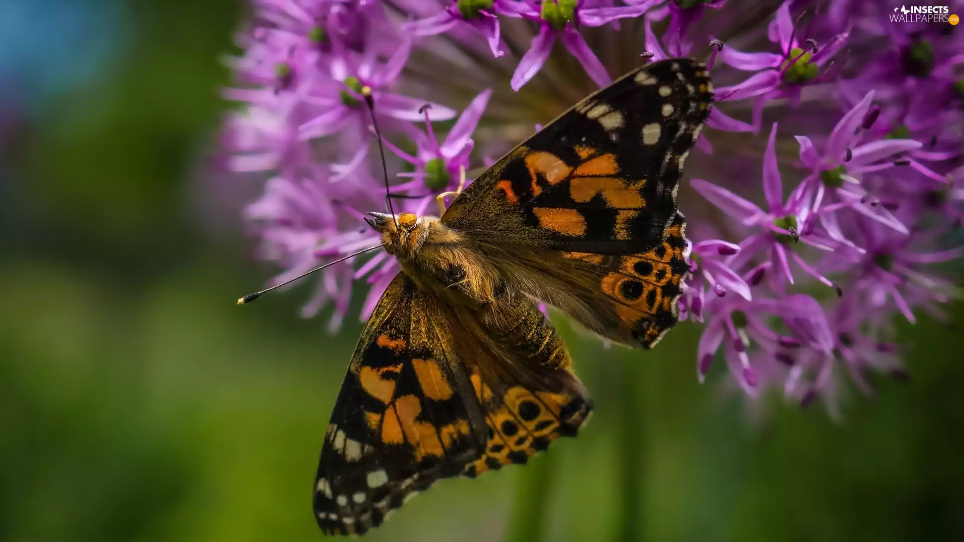 Flowers, butterfly, rapprochement, Allium