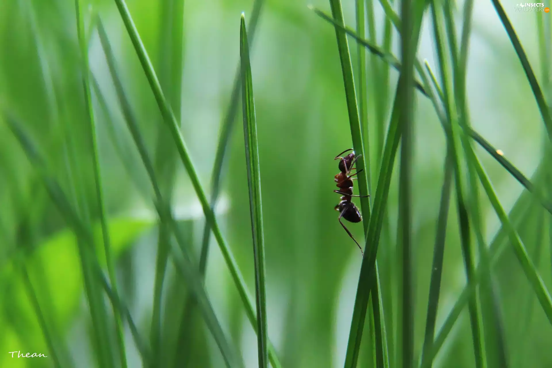 ant, stalk, grass, an