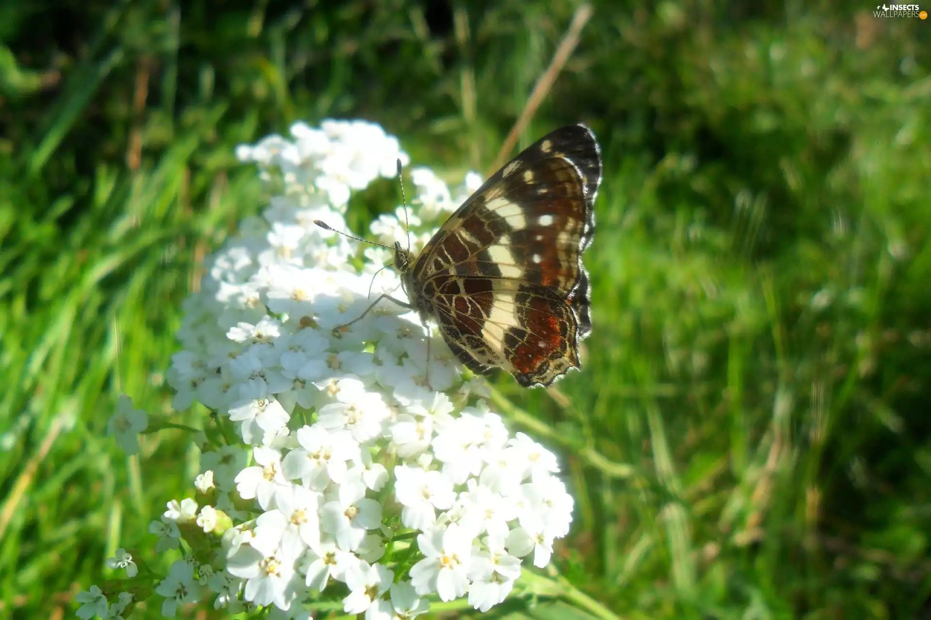 butterfly, white, flower, an
