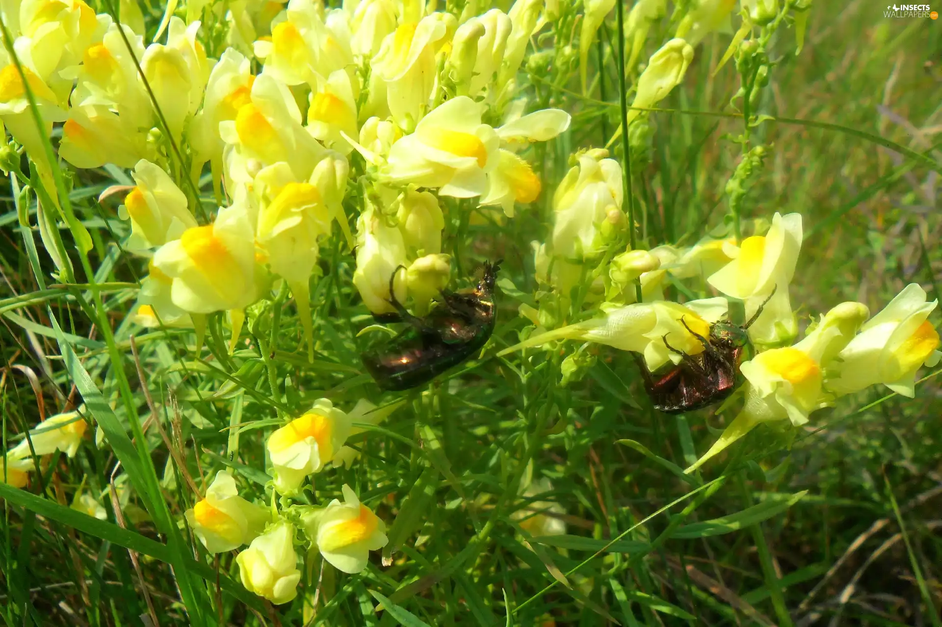 cetonia, fragrant, flower, an