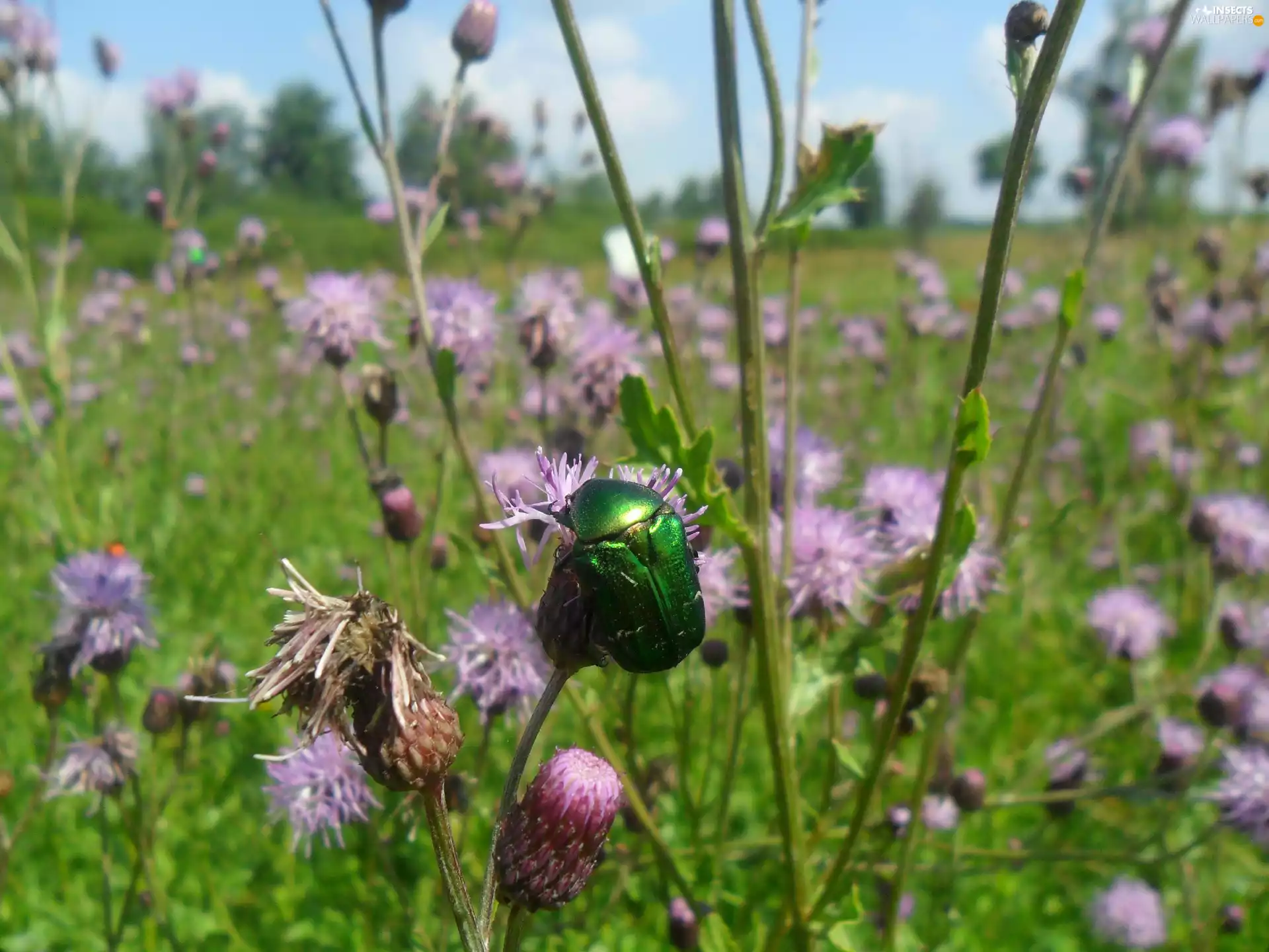 cetonia, purple, thistle, an