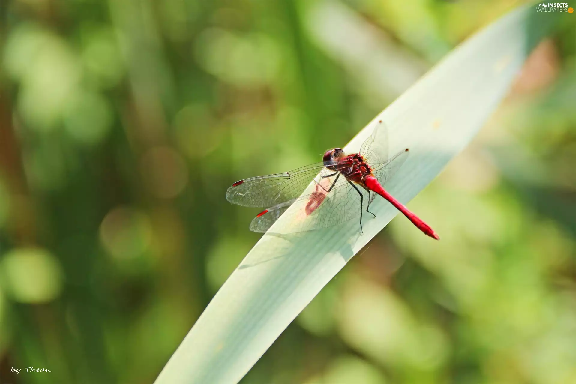 grass, dragon-fly, an