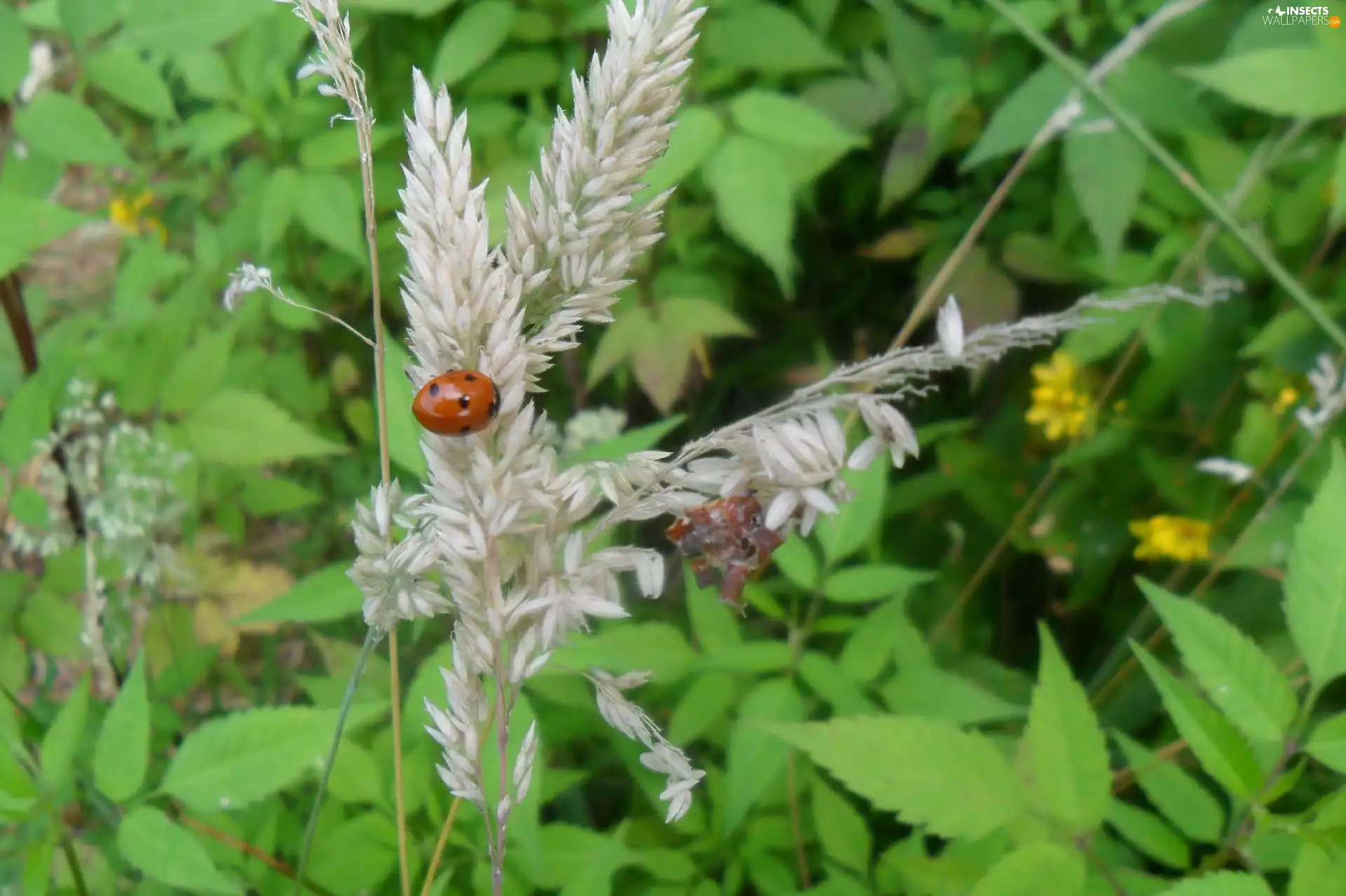 ladybird, Rising, grass, an