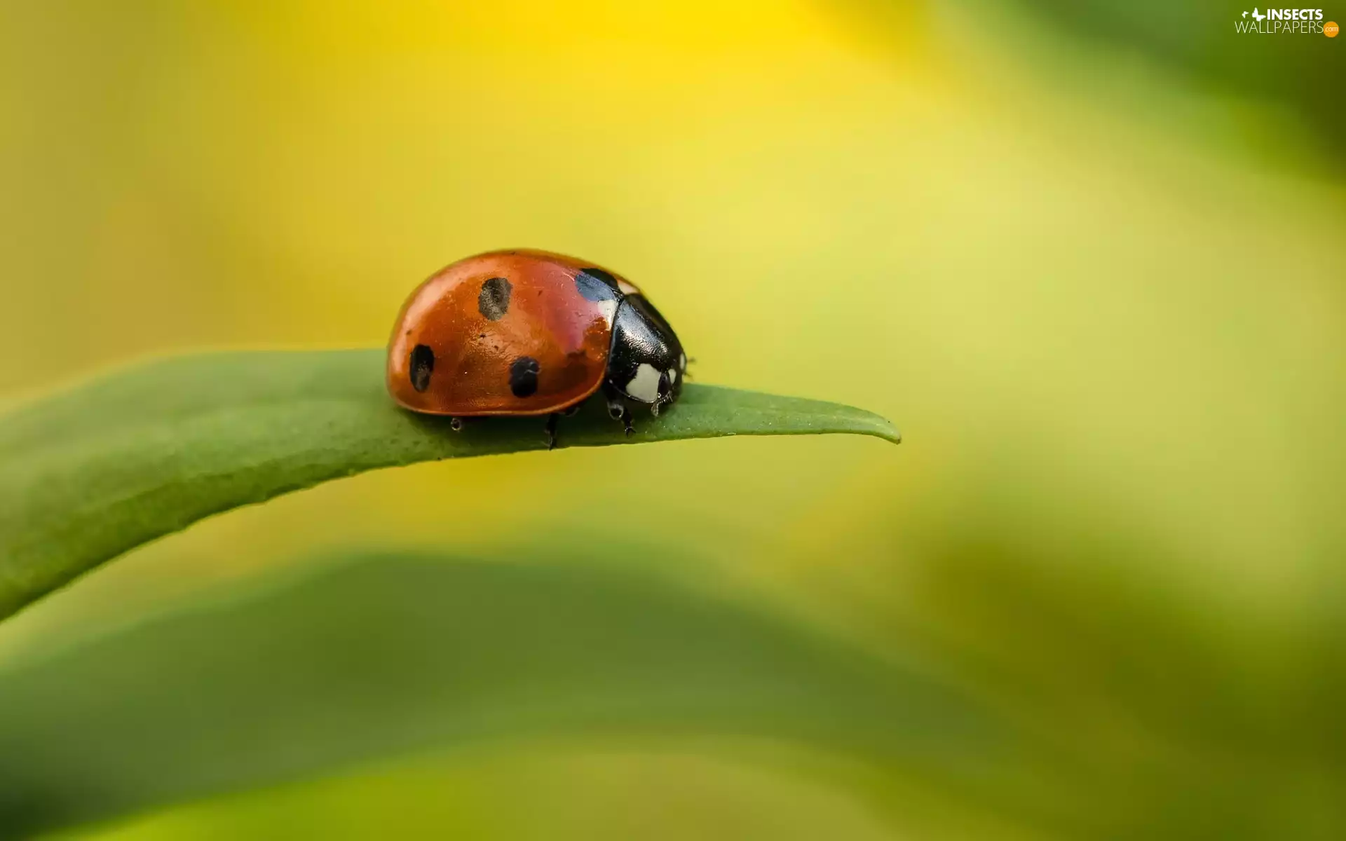 ladybird, stalk, grass, an