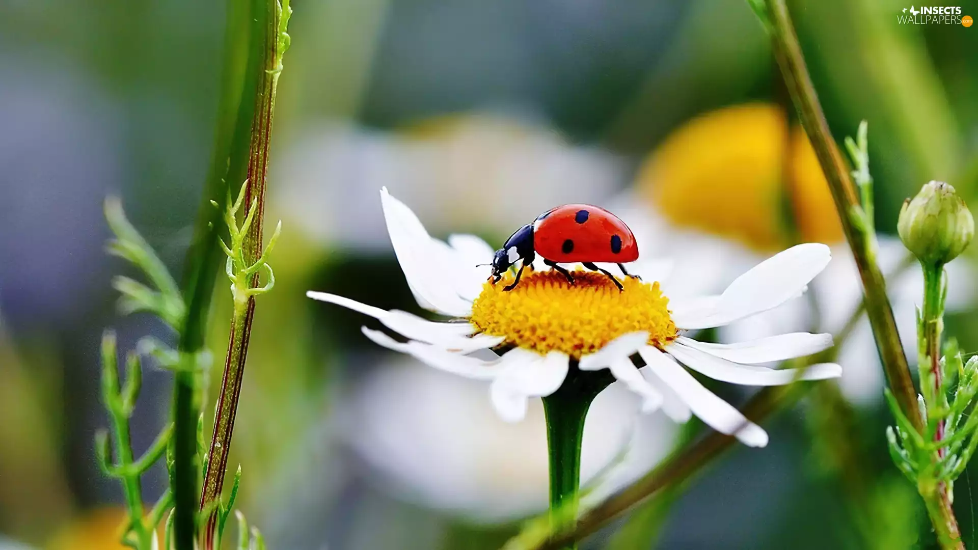 the Flower, ladybird, an