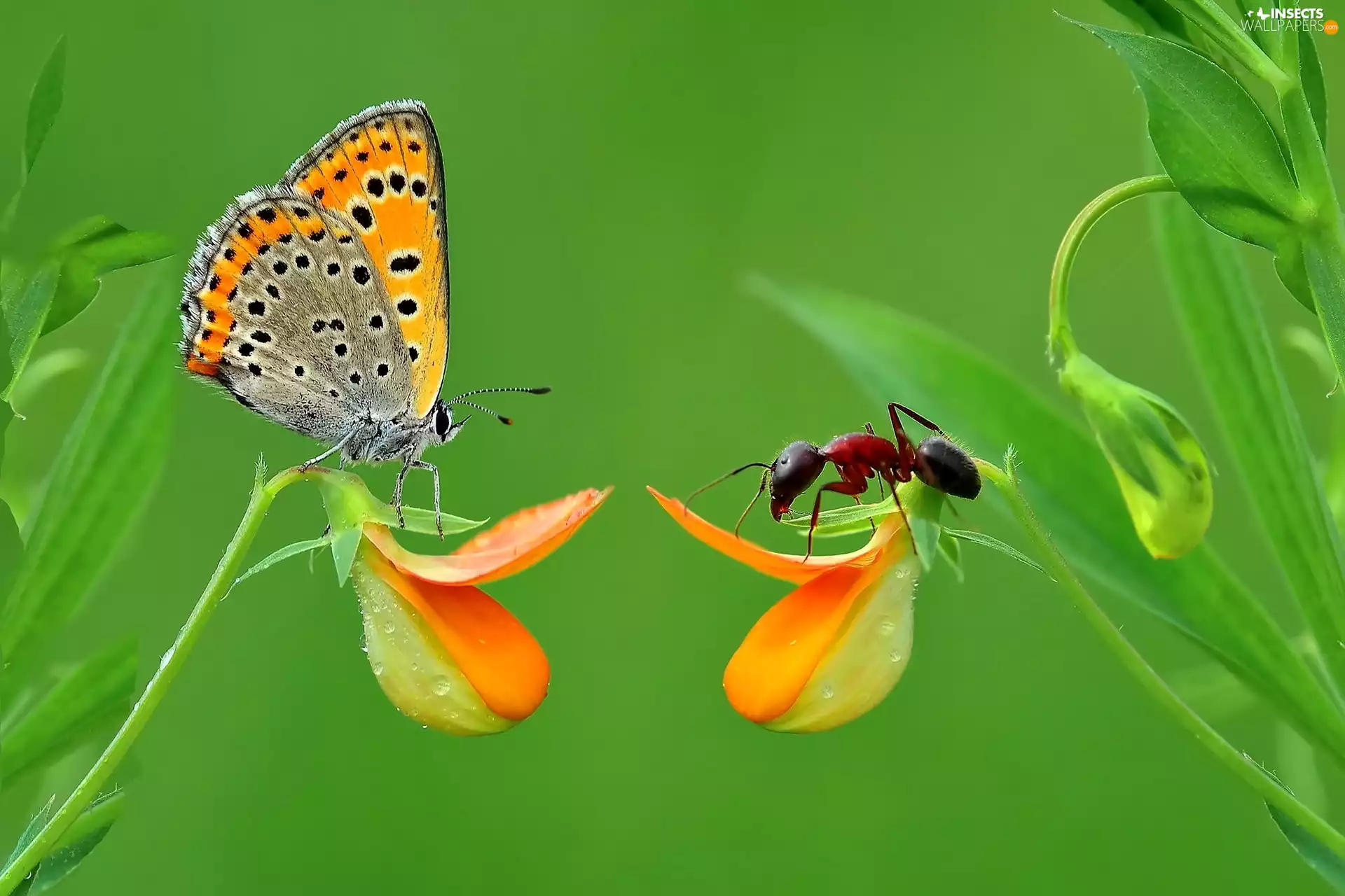 butterfly, Flowers, Close, ant