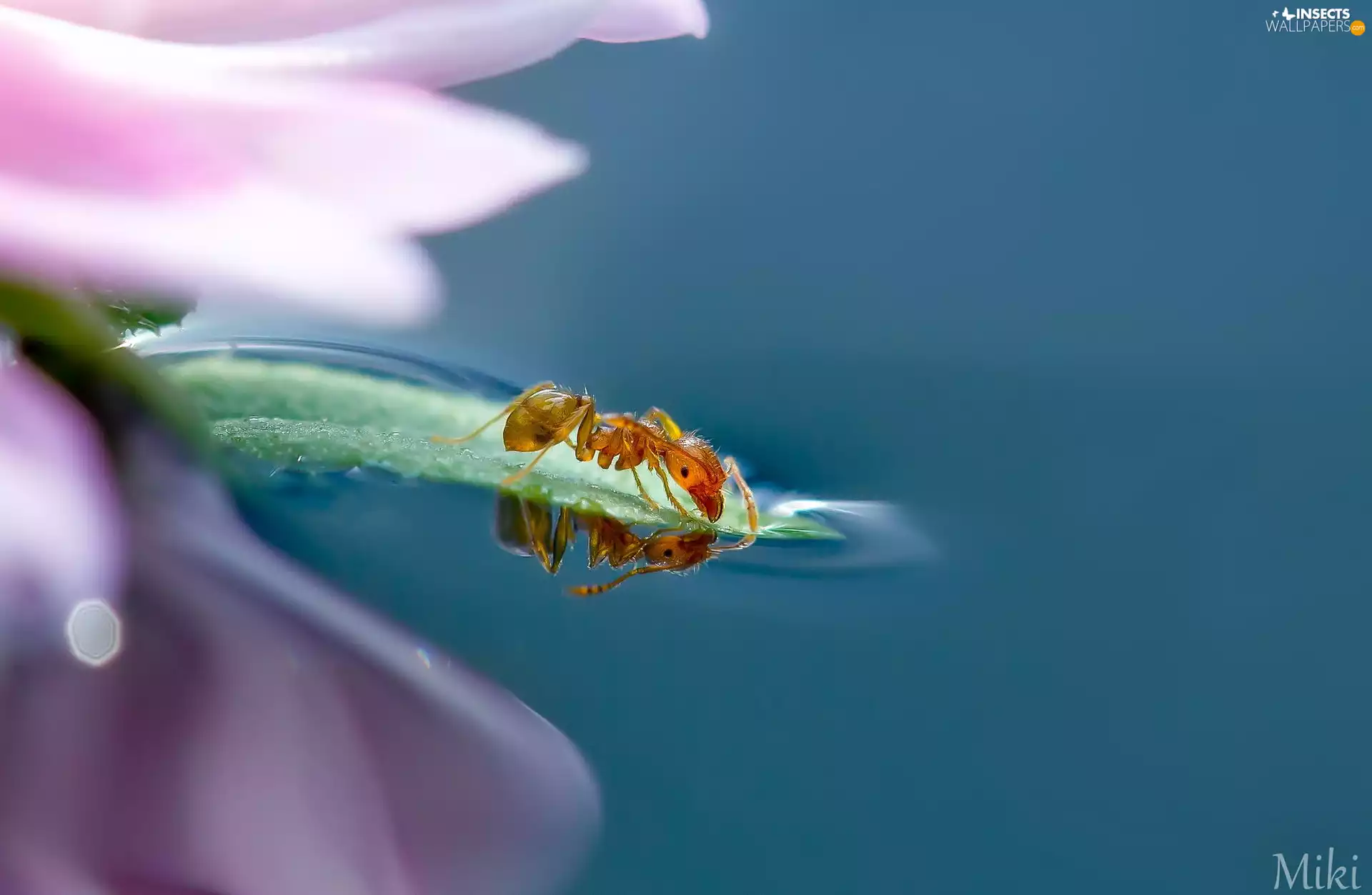 Close, Colourfull Flowers, ant