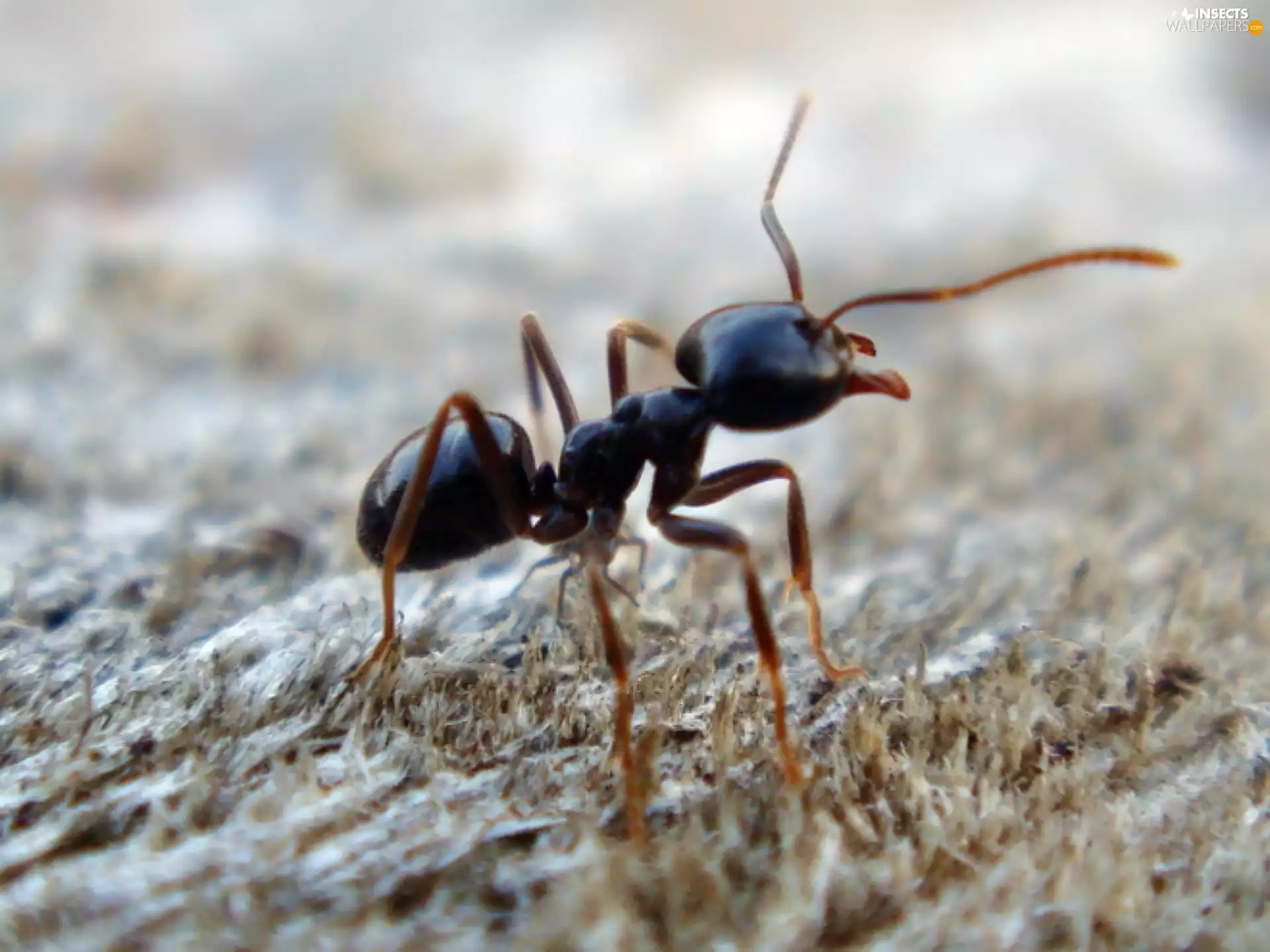 ant