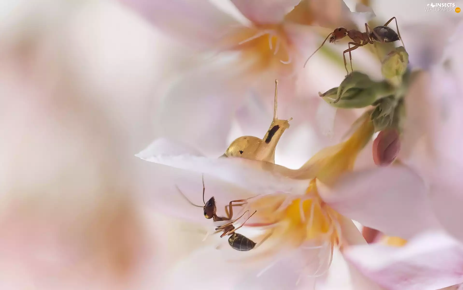 Flowers, snail, rapprochement, ants