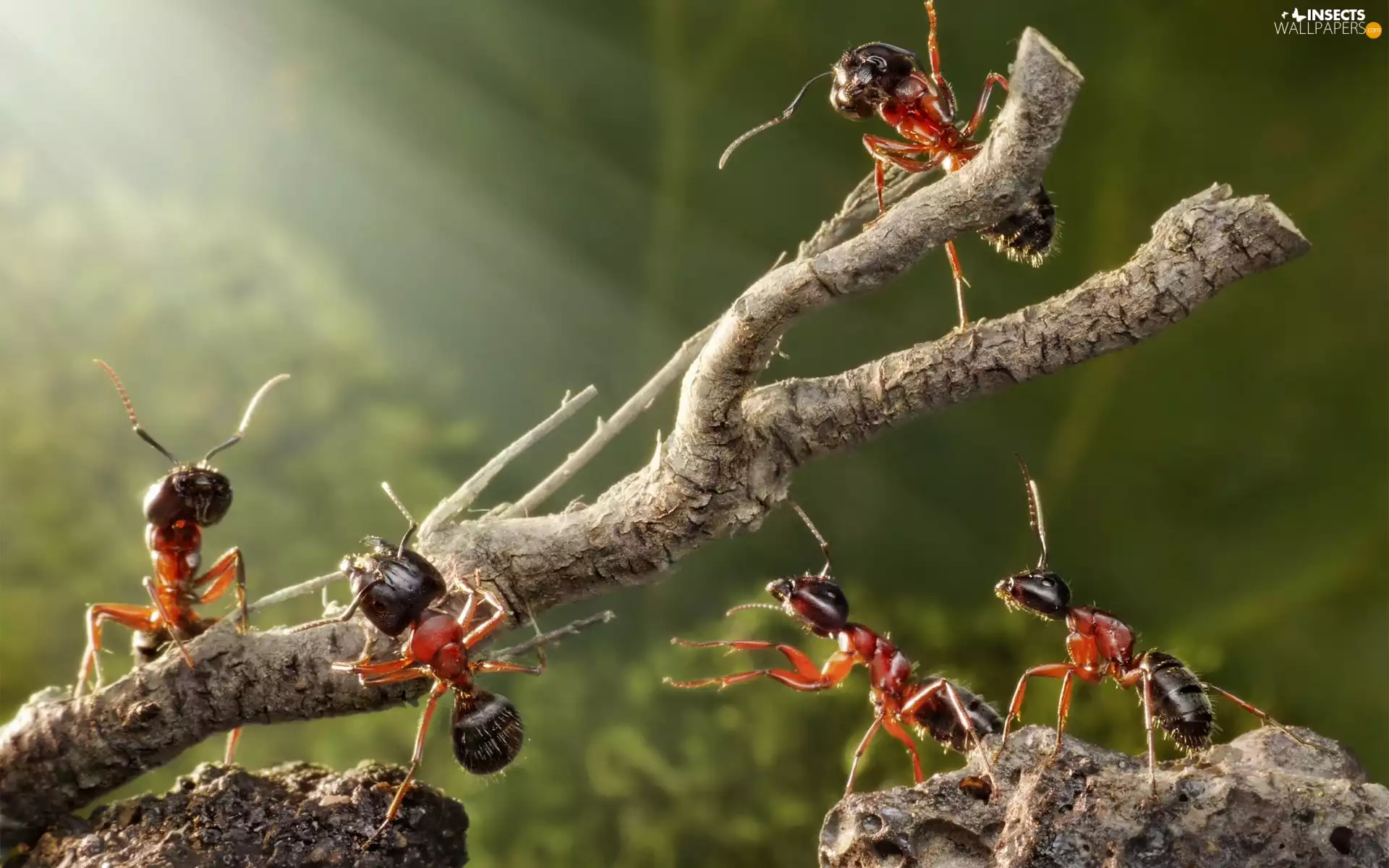ants, twig